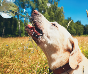 Zvládnite letnú horúčavu: Tipy na hydratáciu psov počas teplých dní