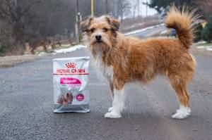 pecilna viva Royal Canin