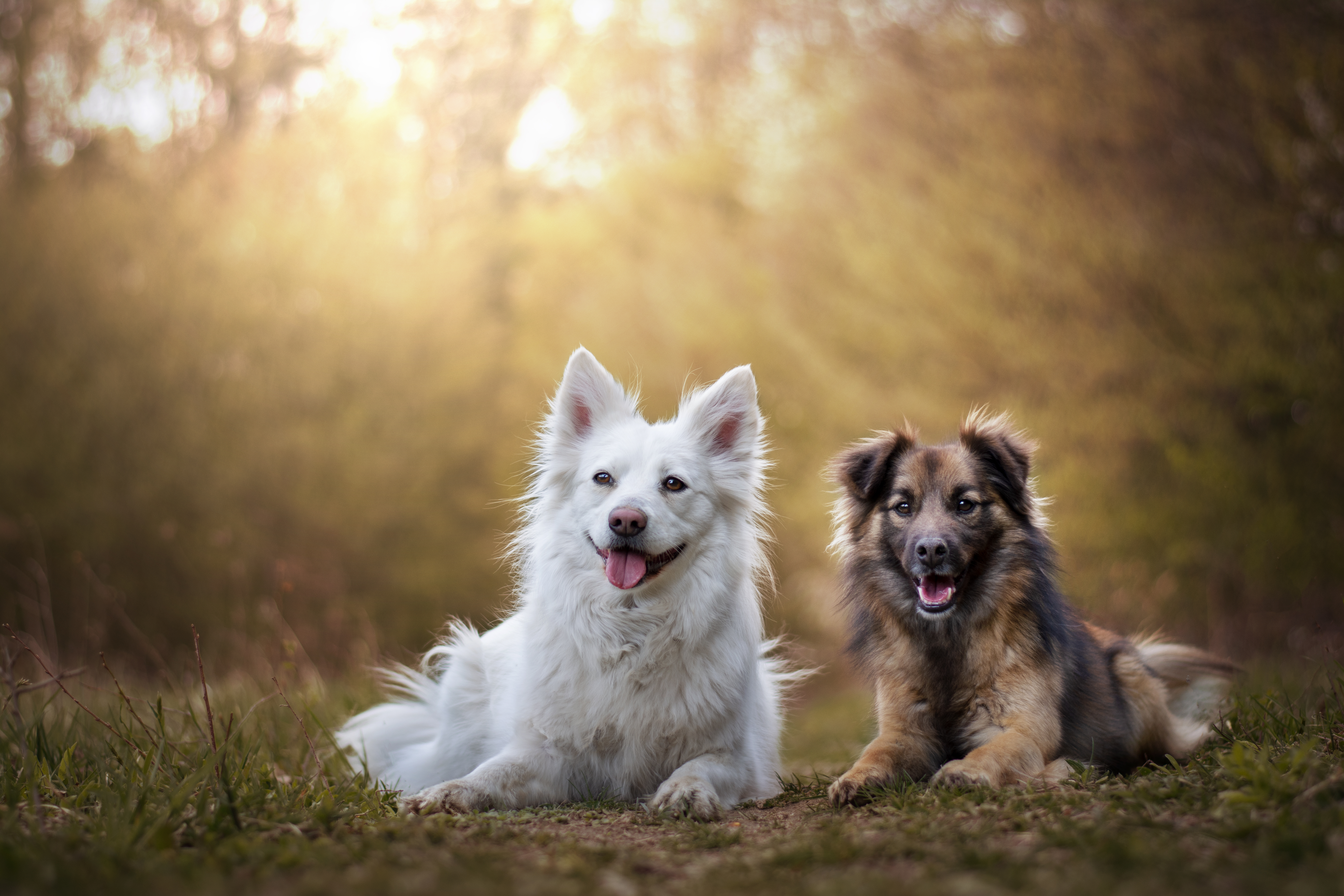 Psíkovia v jesennom lese