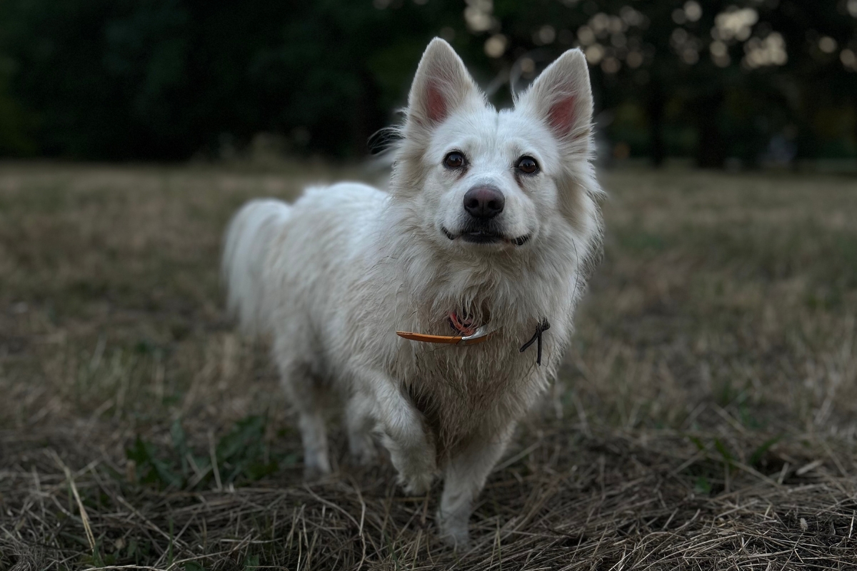 Psík na lúke podvečer