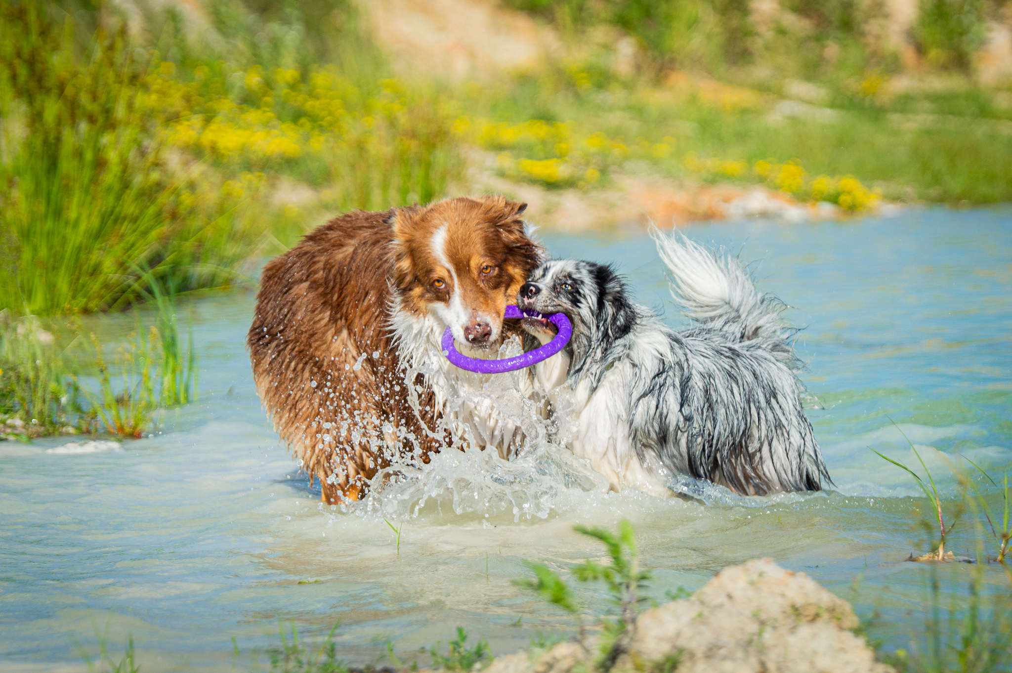 dva psy sa hraj vo vode, leto so psom